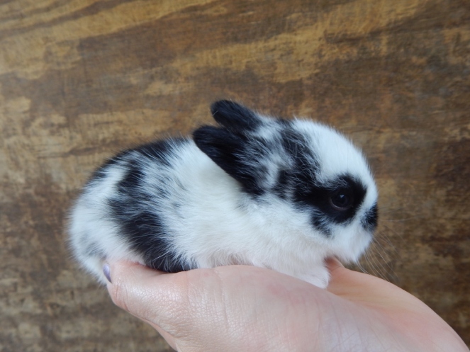 baby bunnies (15) (1024x768)