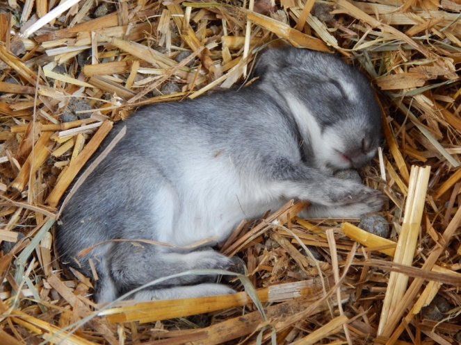 baby bunnies (9) (1024x768)