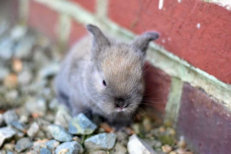 bunnies (5)
