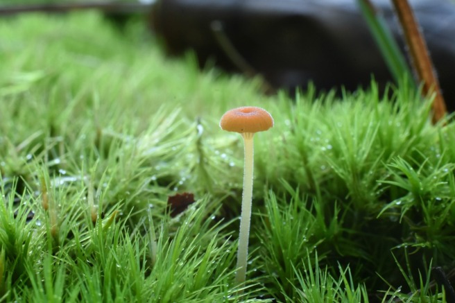 mushroom (14)