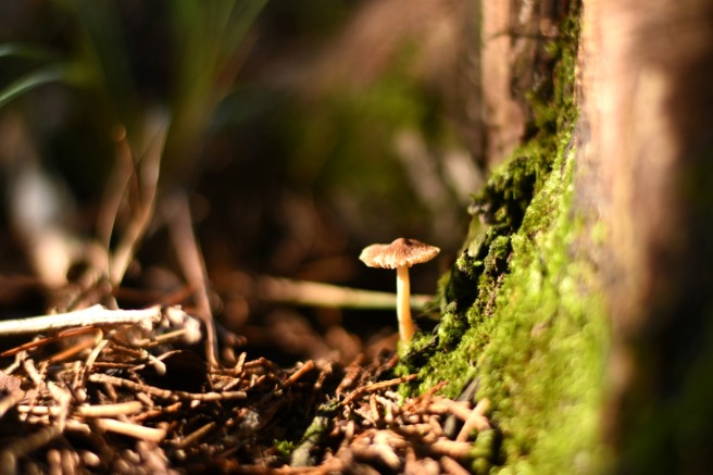 mushroom (27)