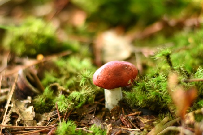 mushroom (38)