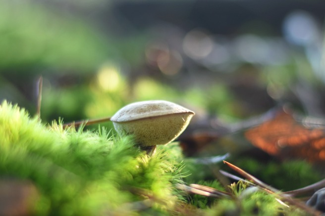 mushroom (49)
